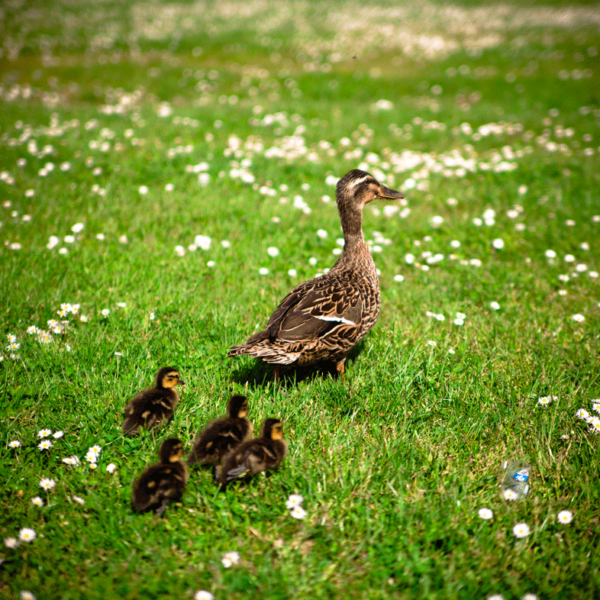 Mother's Day: A Celebration of a Mother's Influence - Uplifting Mayhem